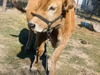 Sapi, Cattle — foto 1