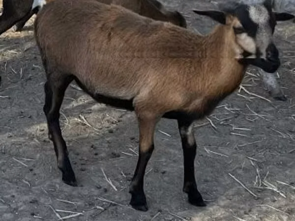 Ovan, Cameroon sheep