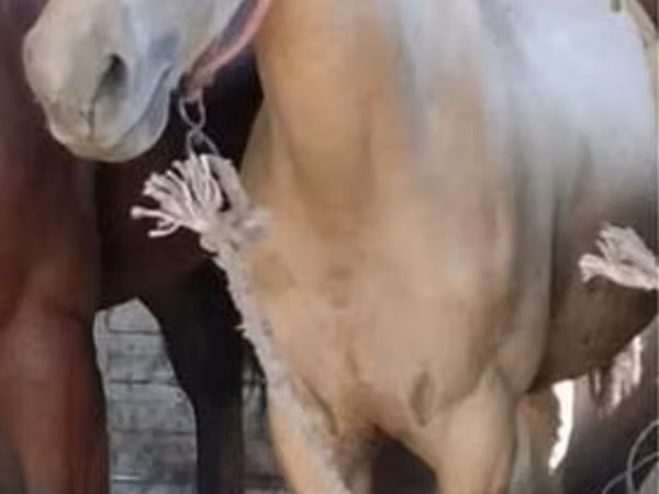 Horse (M), Kazakh horse — Kazakhstan