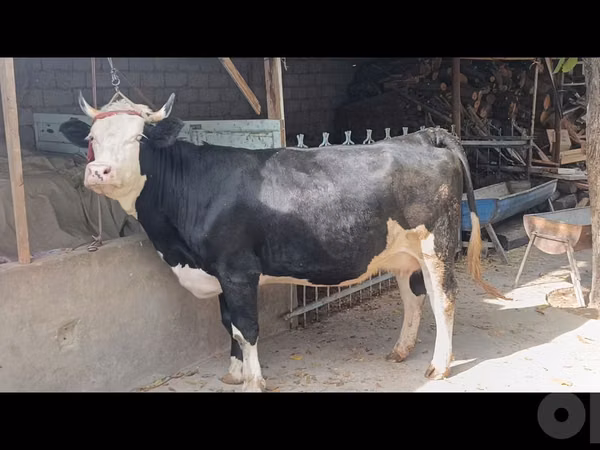 सांड, Simmental cattle — उज़्बेकिस्तान