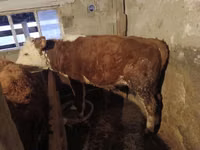 Bull, Kazakh White-headed cow — photo 2