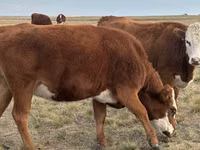 Vaca, Vaca branca de cabeça kazakh — foto 1