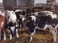 Bou, Russian Black pied cattle — foto 1