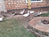 Geese — sawirka 2