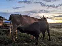 Krava, Simmental cattle — fotografija 2