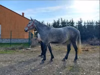 Kuda betina, Horses — foto 3