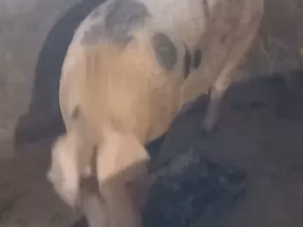 Sow, Pigs