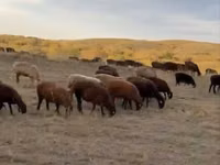 Sheep, Edilbay sheep — photo 1