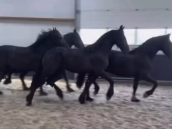 Kuda jantan, Friesian — Hungary