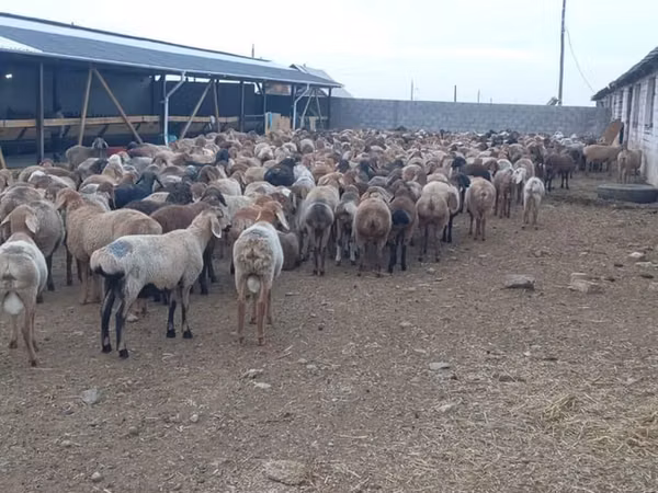 Montone, Rhon sheep — Kirghizistan
