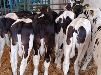 Toro, Raza Holstein — foto 8