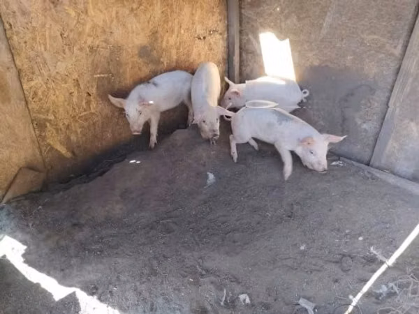 แม่สุกร, หมู — ฮังการี