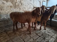 Biri-biri (lot, jantina tidak dinyatakan), Arashan sheep — foto 2