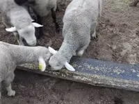 قوچ, Ile-de-France sheep — عکس 6
