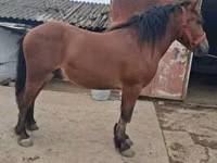 Horse (M), Horses — photo 2
