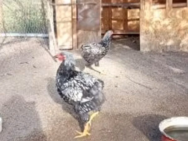 Chickens — ہنگری