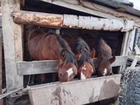 Horses (batch, sex not specified), Horse breed — photo 1