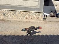 Chickens — photo 8