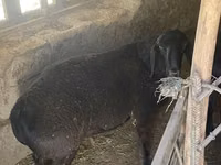 Ram, Sheep — photo 3