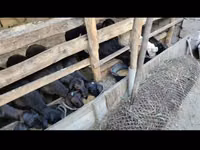 Ram, Sheep — photo 1