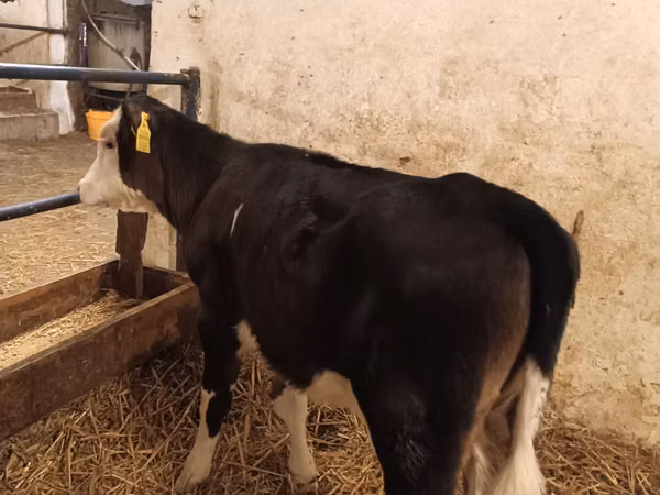 Sapi, Aberdeen-Angus