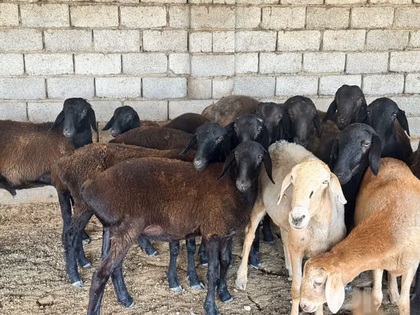 Sheep (batch, sex not specified), Sheep — Uzbekistan