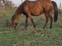 Φοράδα, Azerbaijan horse — φωτογραφία 8