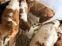 گاو نر, Simmental cattle — عکس 2