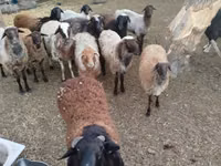 Kambing jantan, Sheep — foto 3