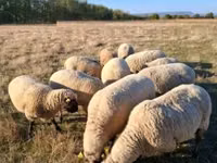 قوچ, Shroshire sheep — عکس 2