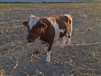 Bull, Simmental cattle — photo 2