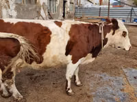 Cow, Swiss cattle — photo 5