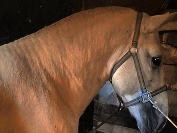 Horse (M), Horses