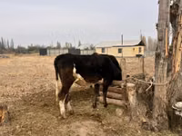 Byk, Russian Black pied cattle — zdjęcie 3