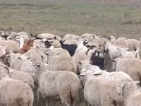母羊, Sheep — 照片 3