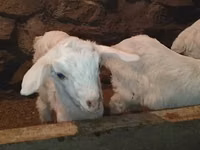 تيس, Saanen goat — الصورة 7