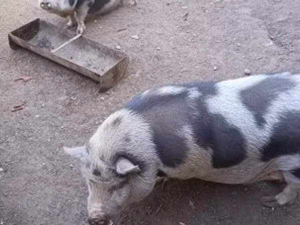 Sow, Pigs — Hungary