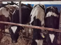 Toro, Russian Black pied cattle — foto 3