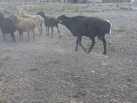 በጎች (ቡድን፣ ጾታ አልተጠቀሰም), Sheep — ፎቶ 5