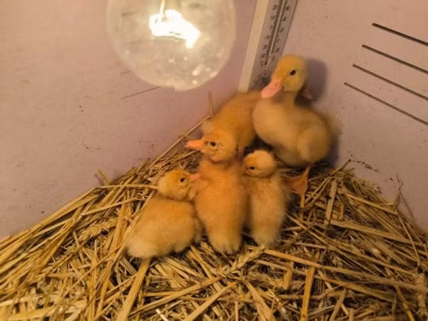 Ducks — Węgry
