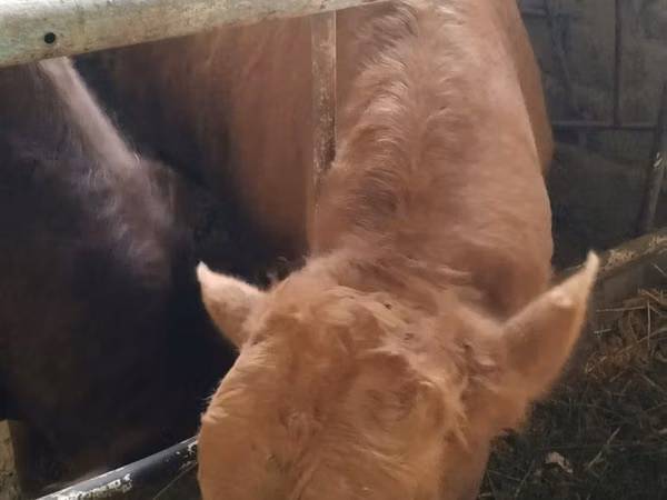 Bull, Simmental cattle — Uzbekistan