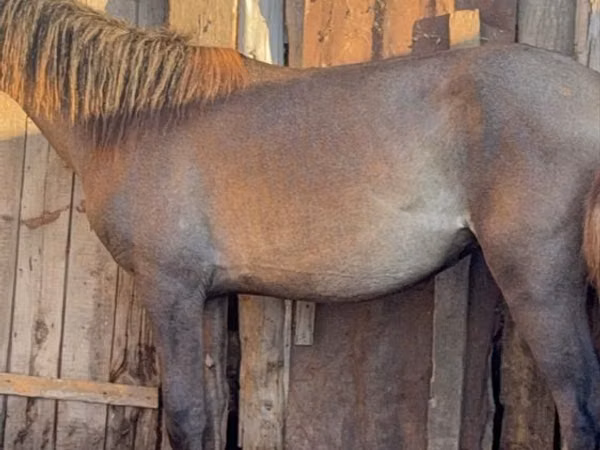 Kuda betina, Horses