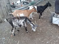 Cabra, Cabras — foto 2