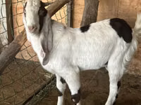 Kozioł, Nubian Goat — zdjęcie 3