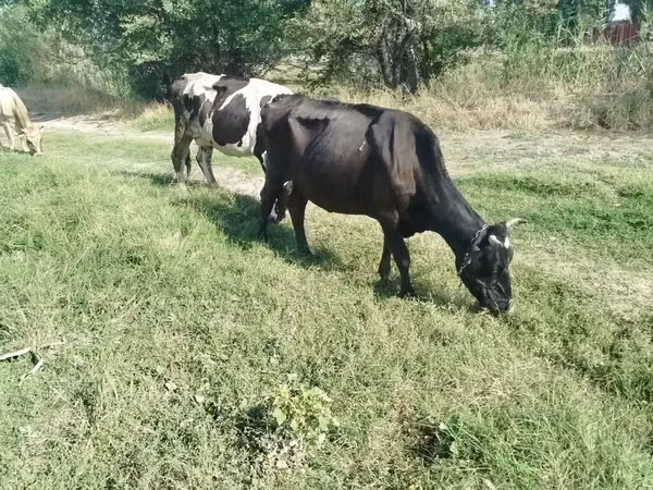 Cow, Holstein breed — Kyrgyzstan
