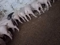 Pigs (batch, sex not specified) — photo 3