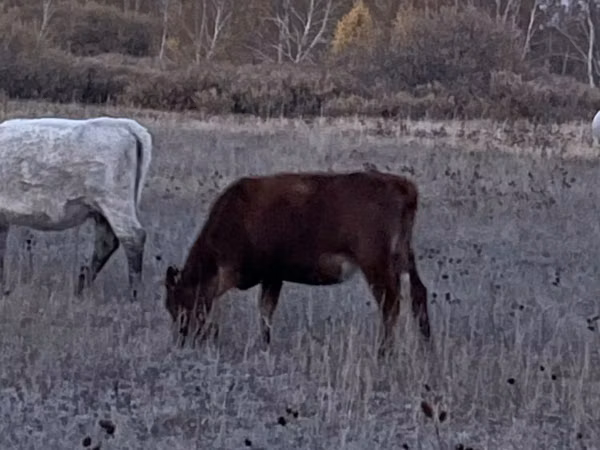 Cow, Cattle — Kazakhstan