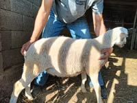 قوچ, Dorper sheep — عکس 7