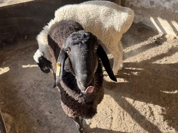 ஆண் ஆடு, Blackheaded Persian sheep