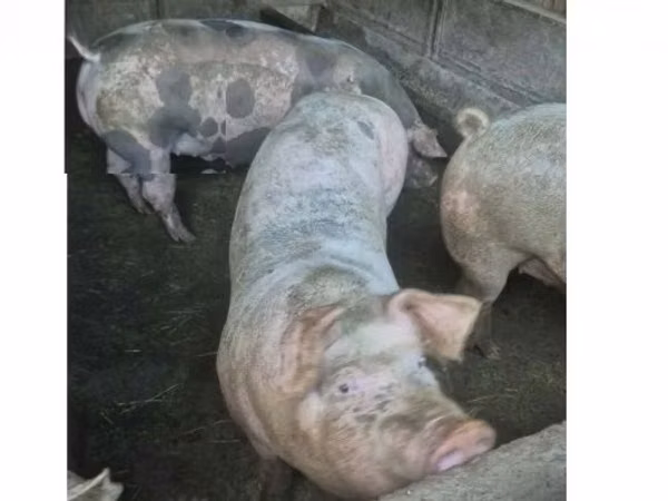 Sow, Pigs — Hungary